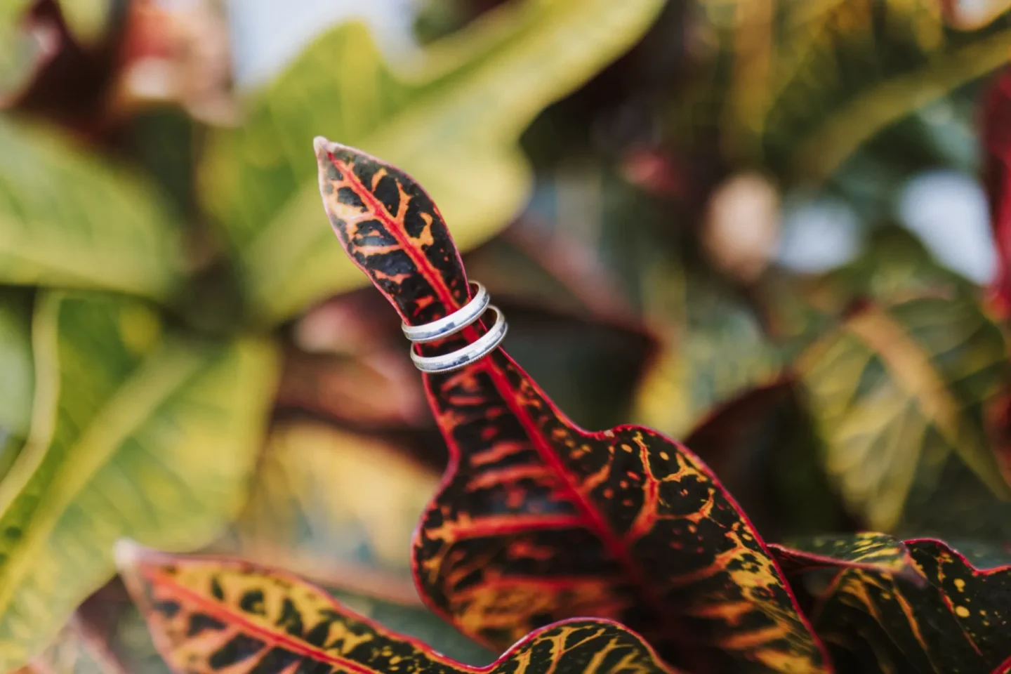 Anillo de boda en hoja tropical roja y negra